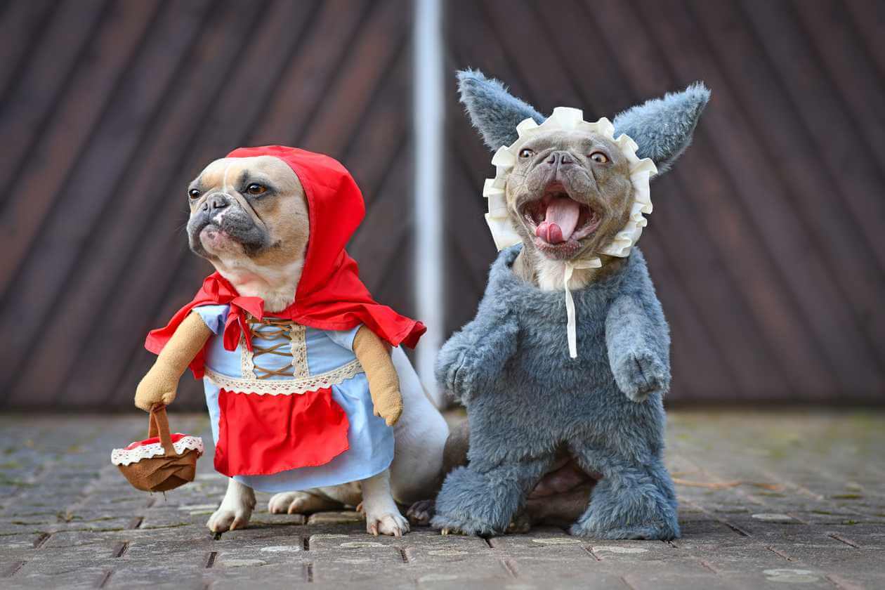 Where to buy Holiday Dog dresses?