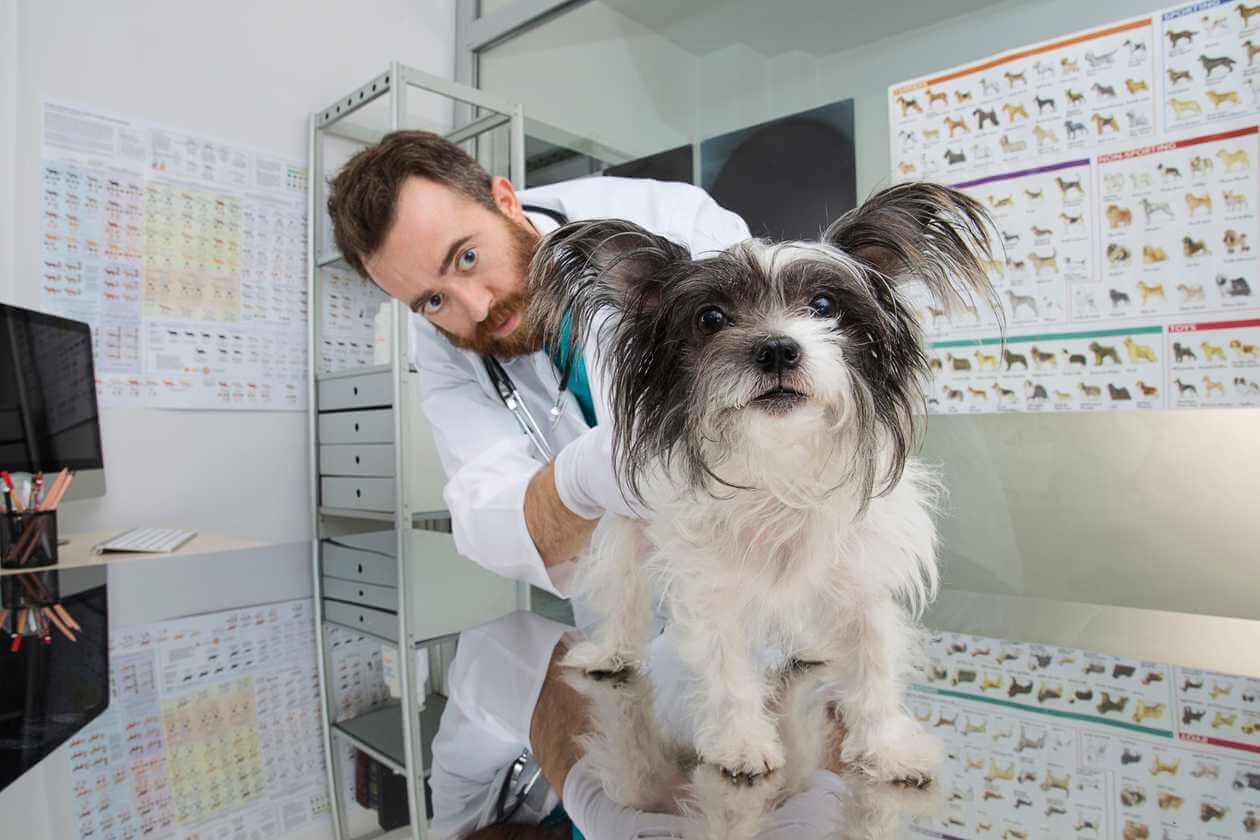 Why Do Dog Owners Need a DNA Health Test?