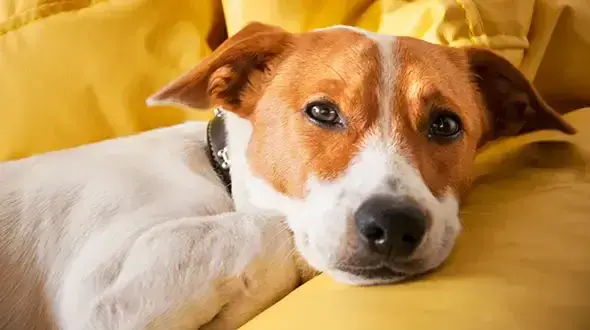 Do You Need Dog Insurance California?