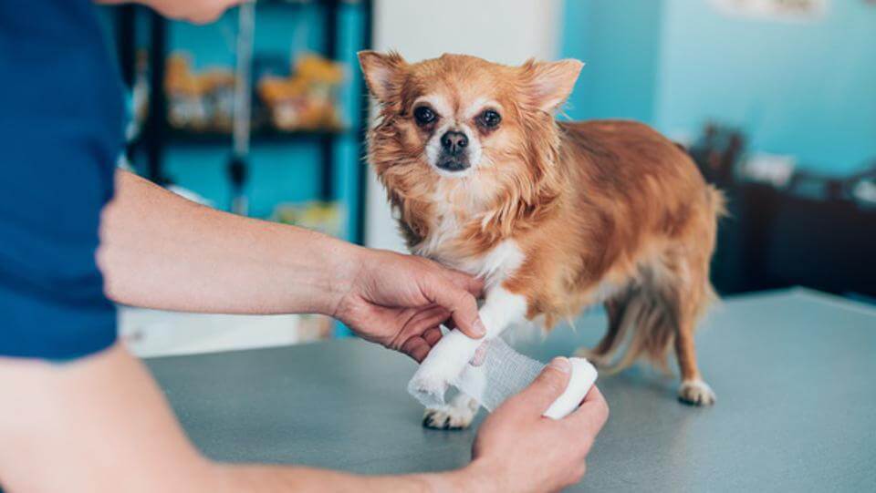 Dog Pet Insurance