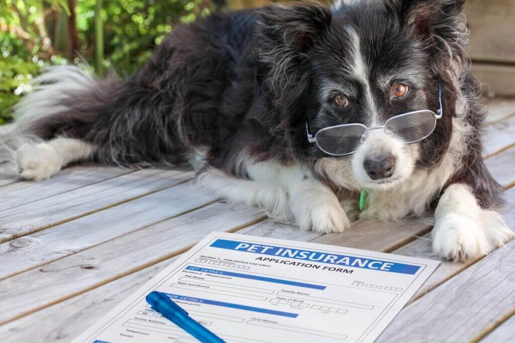 Dog Insurance for Older Dogs