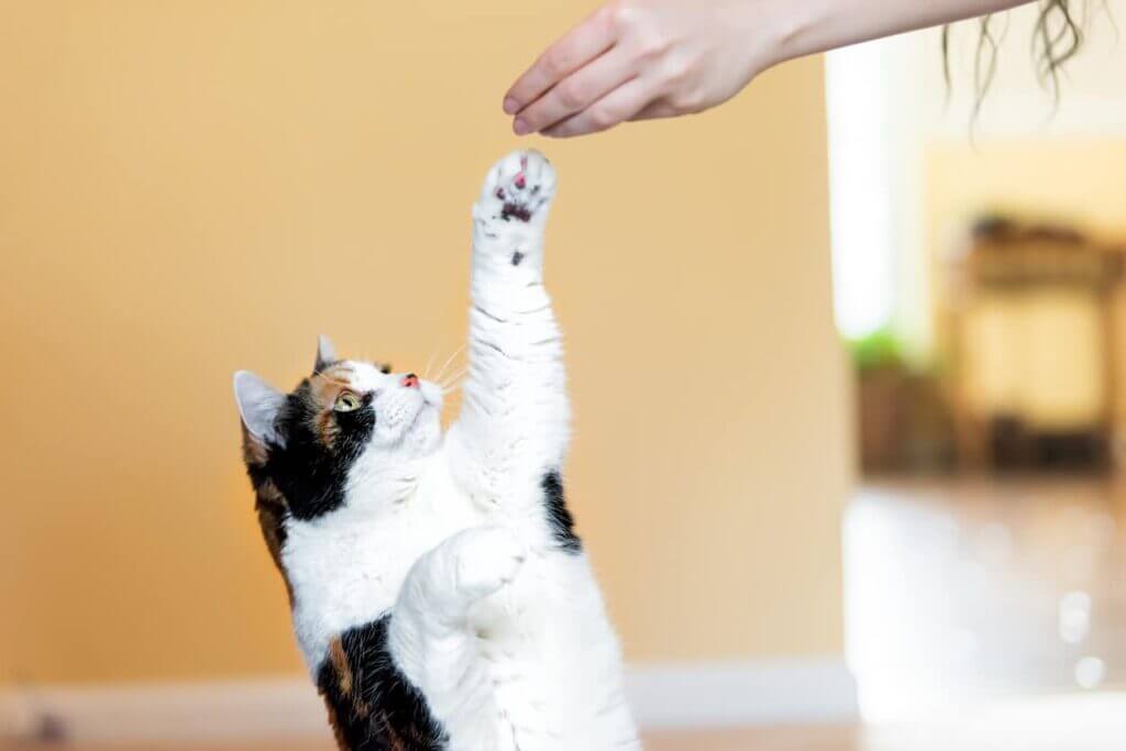 Discovering Top-Notch Female Cat Names That Are as Lovely as Your Pet