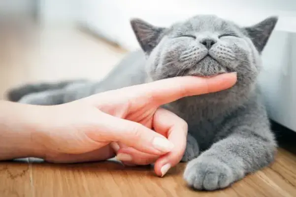 The Best Cat Insurance UK