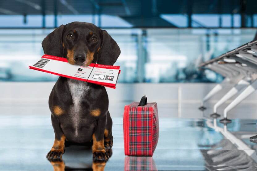 Traveling with a dog – things you need to know