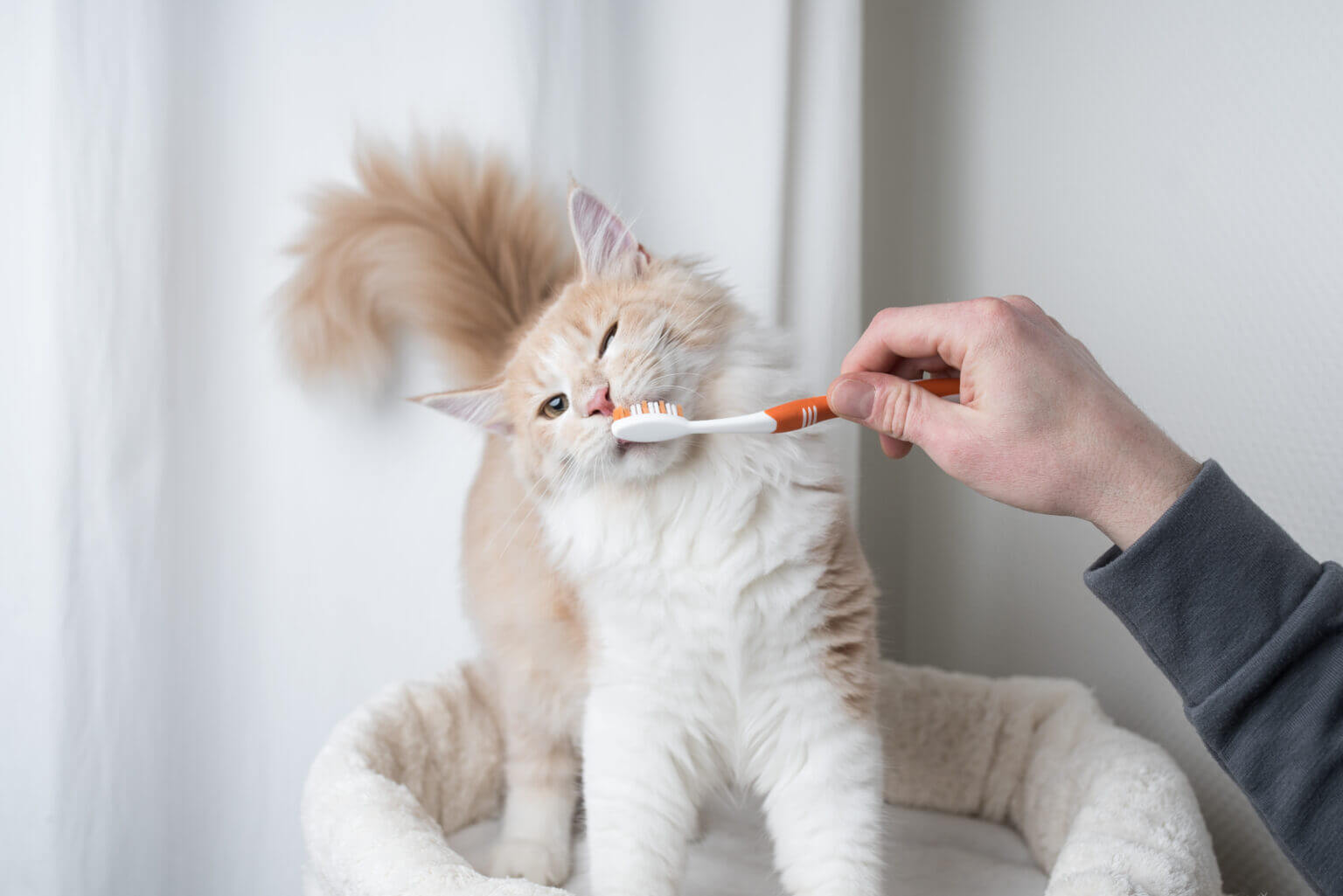 Cat Dental Health: Introductory Guide for Beginner-Level Owners