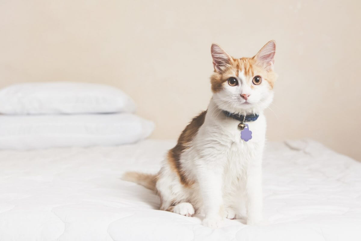 Discover the Genetic Secrets with Cat DNA Test Canada