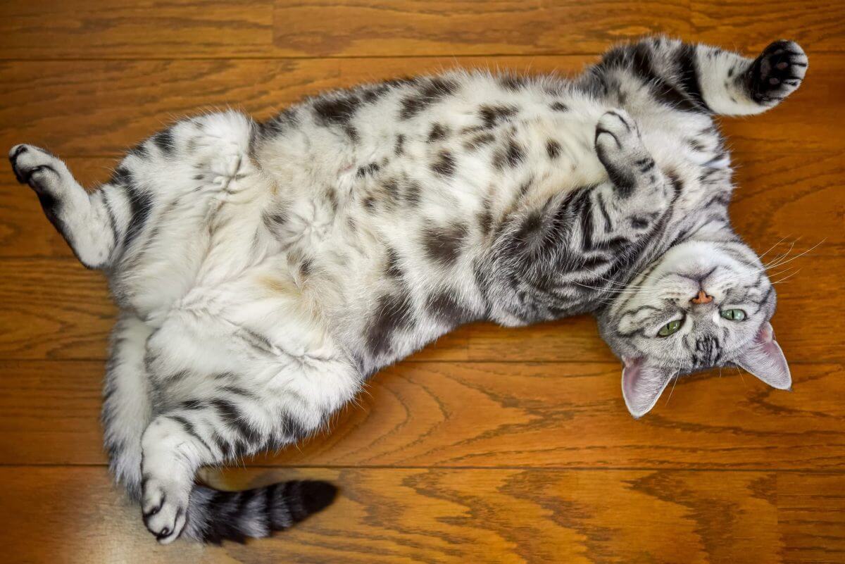 Male Cat Names to Make Your Pet Sound Like Fancy Royalty