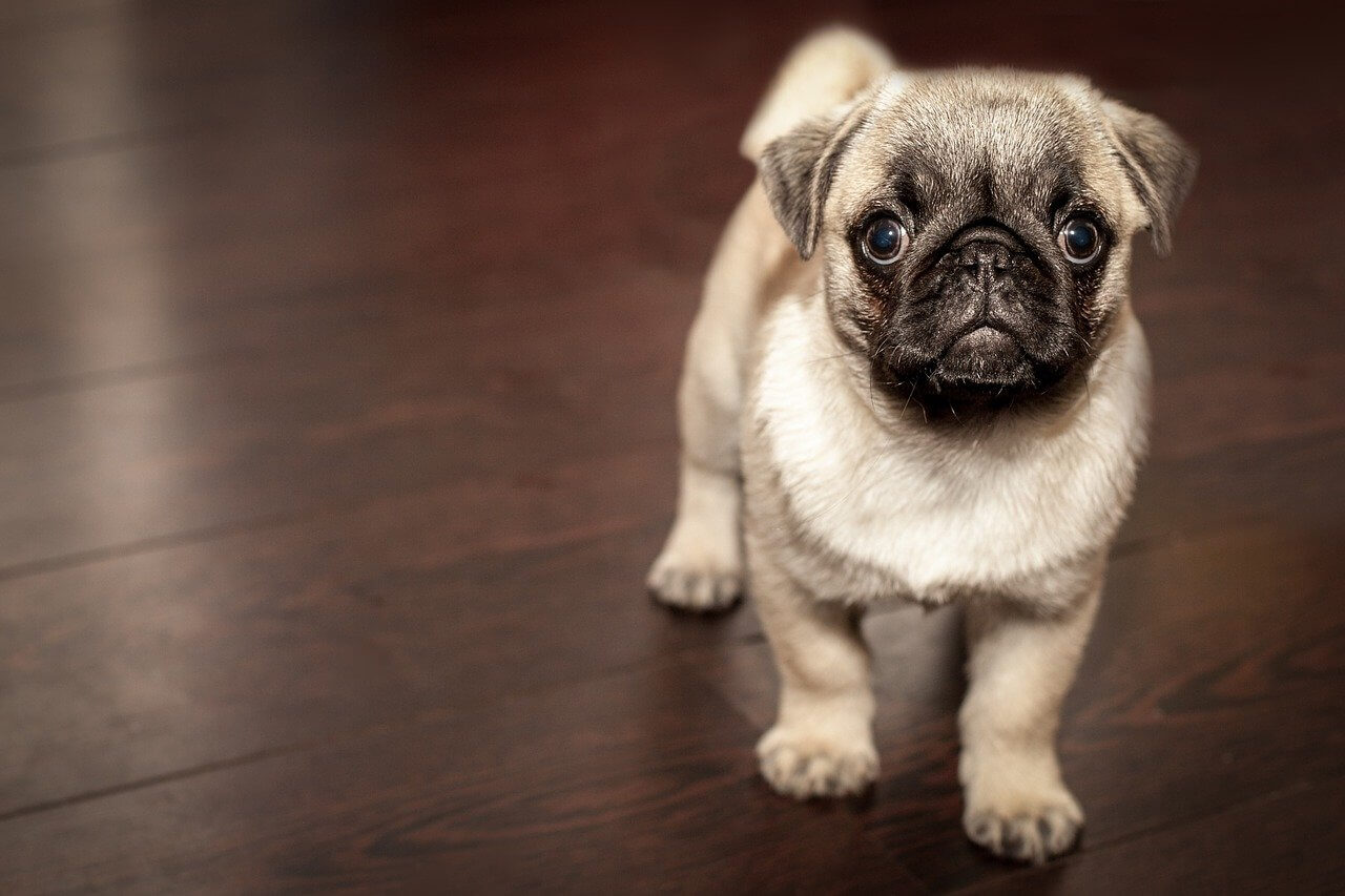 Choosing the Perfect Boy Dog Name