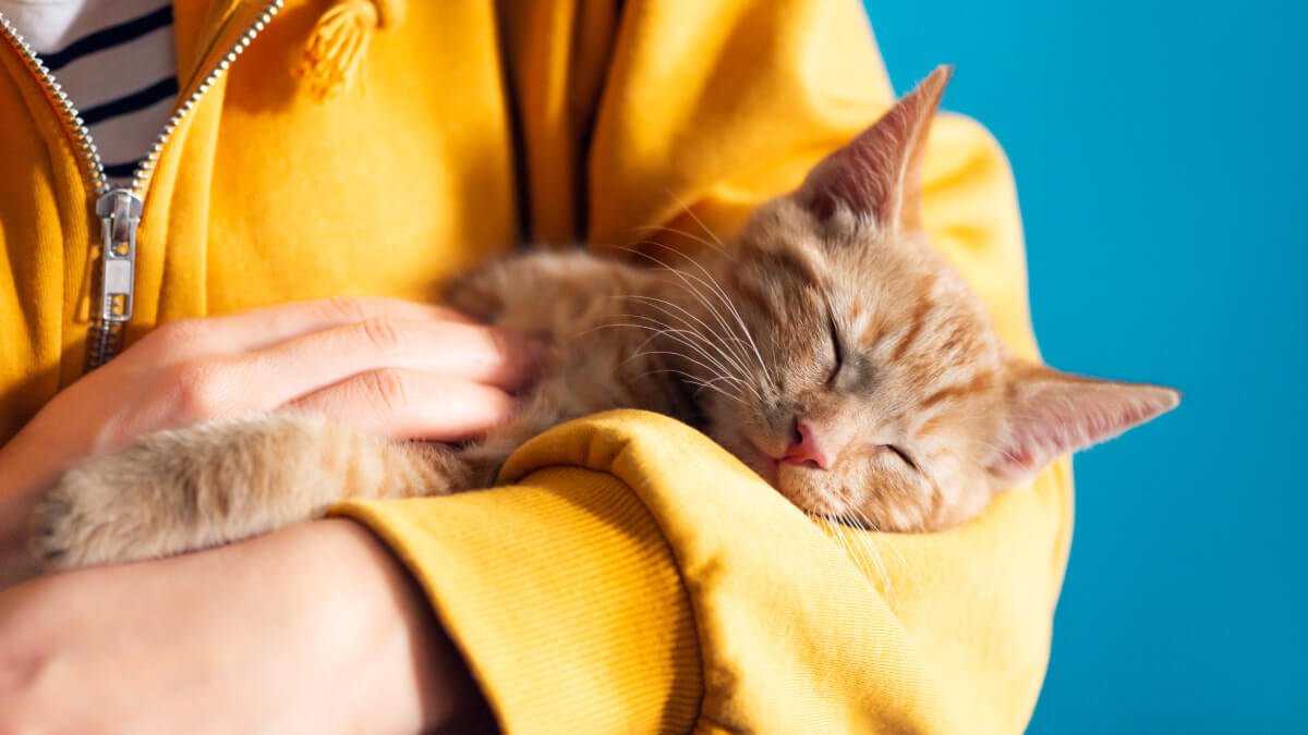 Cat insurance California