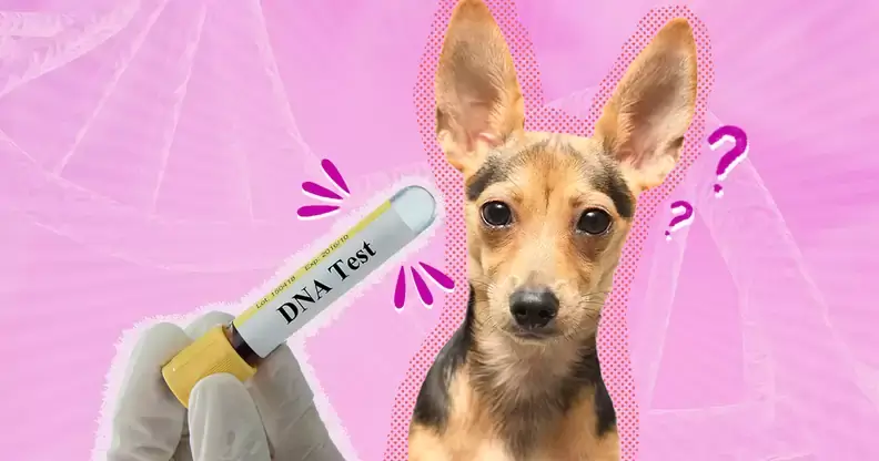 Choosing the Right Dog DNA Test UK: Tips and Recommendations