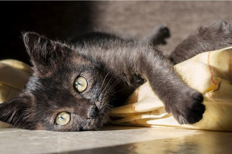 Seeking the Best Principles for Choosing Black Cat Names