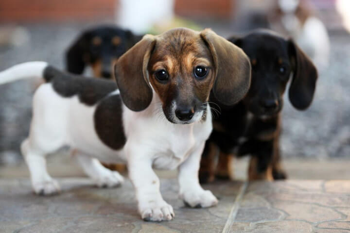 Choosing Girl Dog Names